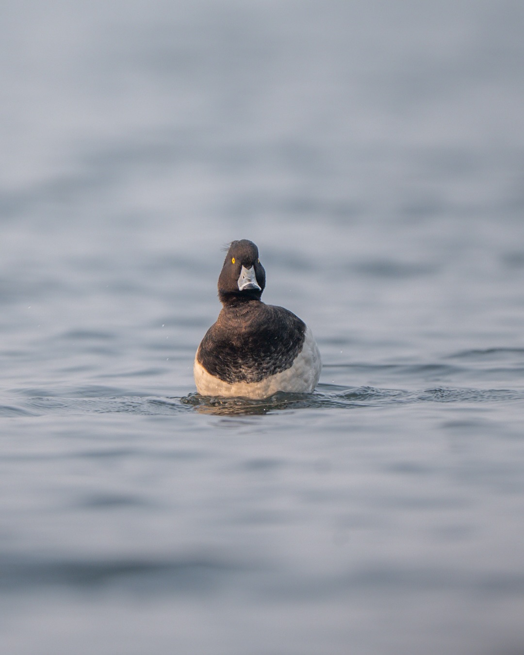 The Tufted Duck isn’t a rare or special sight during winter migration.
But capturing a moment like this is never easy without understanding its behaviour.
For the past three years, I’ve been observing and documenting the diving patterns of Tufted Ducks at Nil Nirjon Dam.
This frame captures a male resurfacing after a dive — splashing water, alert for a brief second, before disappearing again.
#tuftedduck #birdsofindia #indianbirds #wintermigration #bbcwildlifepotd #natgeoindia