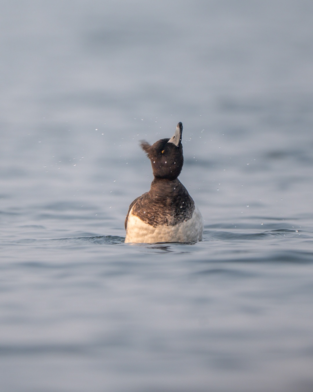 The Tufted Duck isn’t a rare or special sight during winter migration.
But capturing a moment like this is never easy without understanding its behaviour.
For the past three years, I’ve been observing and documenting the diving patterns of Tufted Ducks at Nil Nirjon Dam.
This frame captures a male resurfacing after a dive — splashing water, alert for a brief second, before disappearing again.
#tuftedduck #birdsofindia #indianbirds #wintermigration #bbcwildlifepotd #natgeoindia