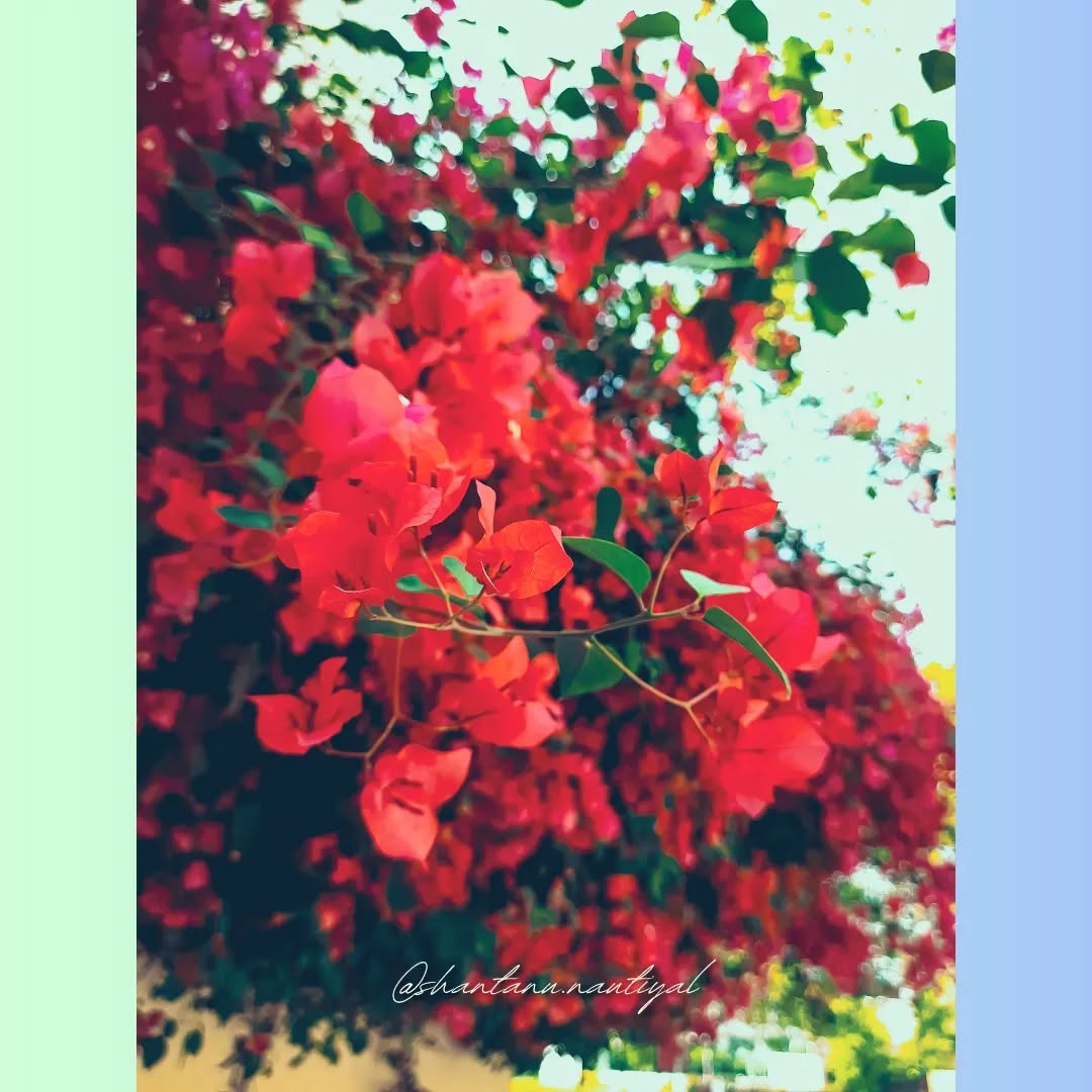 Trust the process. Life is always beautiful in the end.
.
.
.
Follow : @shantanu.nautiyal
.
.
.
.
#macro #macroflowers #flowers #nature #flower #macrophotography #flowerphotography #naturephotography #captures #perfection #flowersofinstagram #brilliance #macroflower #flowerstagram #photography #macrophoto #macroworld #flora #macronature #ig #of #naturelovers #flowerpower #macros #world #flowersandmacro #raw #vision #india #floral
