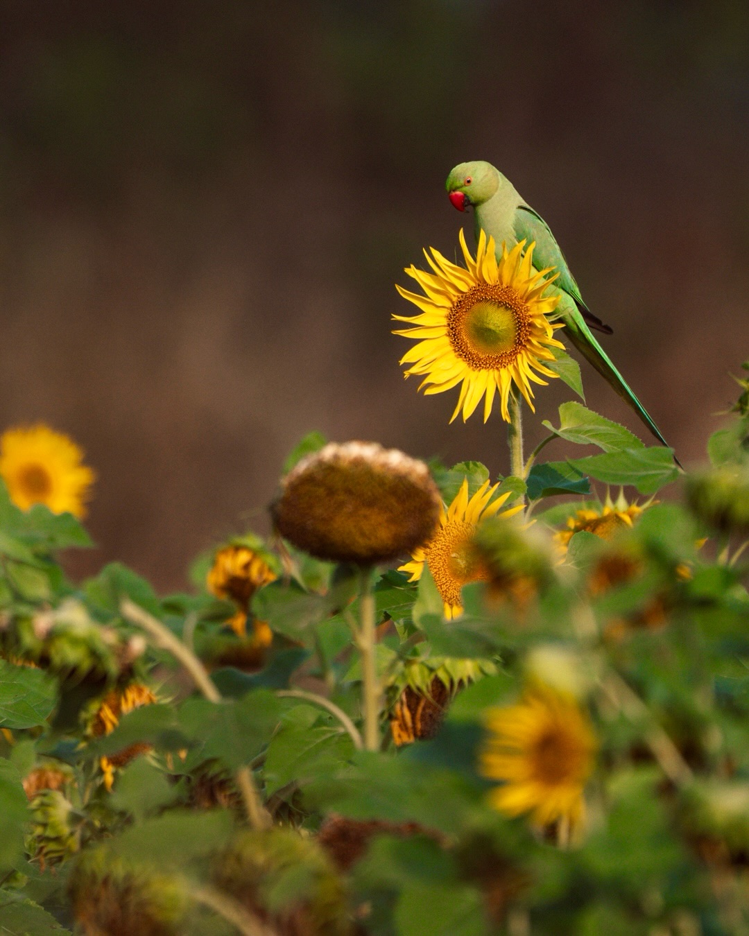 Not every story needs a forest.
Sometimes, a field of sunflowers holds a world of its own…
.
#wildlifeindia #sunflowerfield #birdphotography